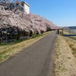 羽村市 お花見の作業写真